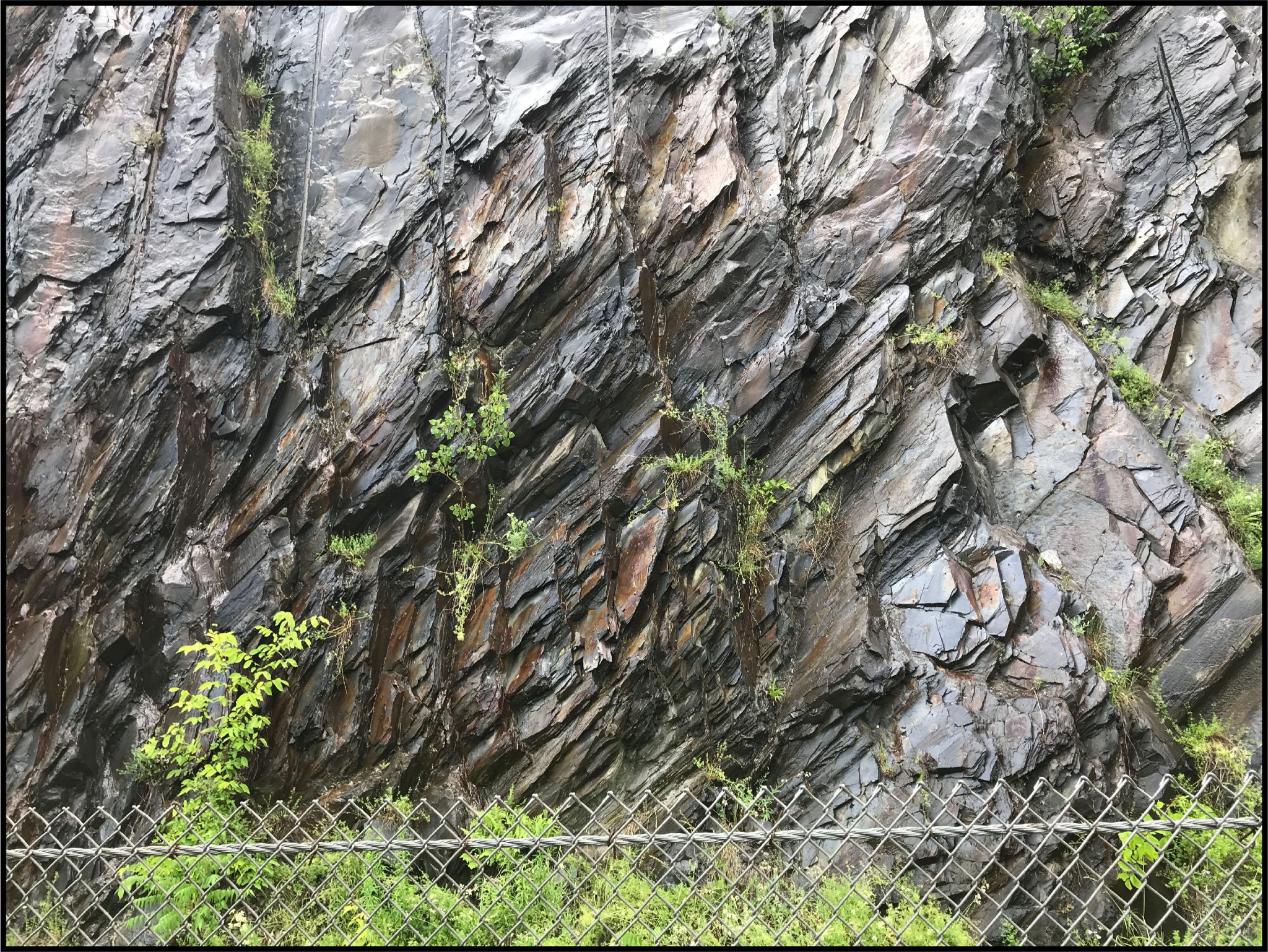 Better sLate (or phyllite?) Than Never Backyard Geology