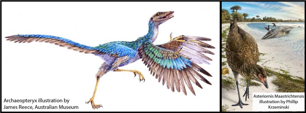 Take a T-Rex and a chicken and you'll see how dinosaurs shrank, survived and evolved into birds